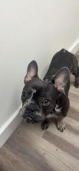 Lost Male Dog last seen Empressa circle , Lake Elsinore, CA 92530