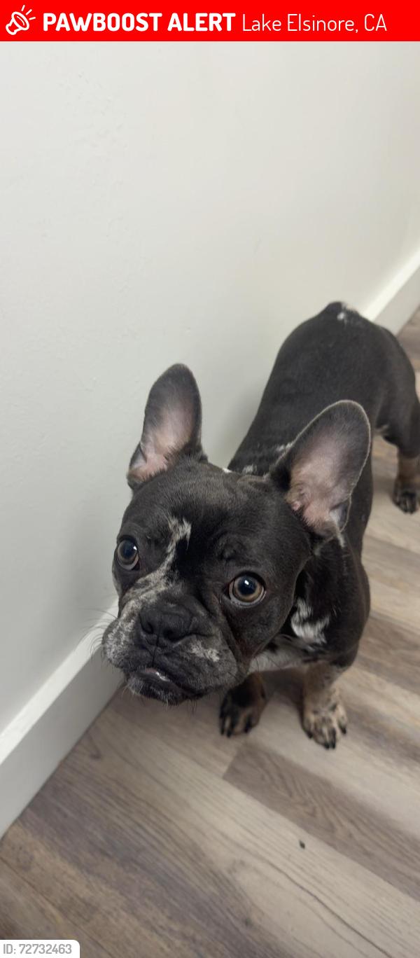 Lost Male Dog last seen Empressa circle , Lake Elsinore, CA 92530