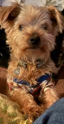 Reunited Male Dog last seen Rayburn dr , San Antonio, TX 78211