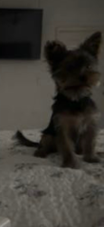 Lost Male Dog last seen Everglades Blvd S and 4th Ave SE, Rural Estates, FL 34117