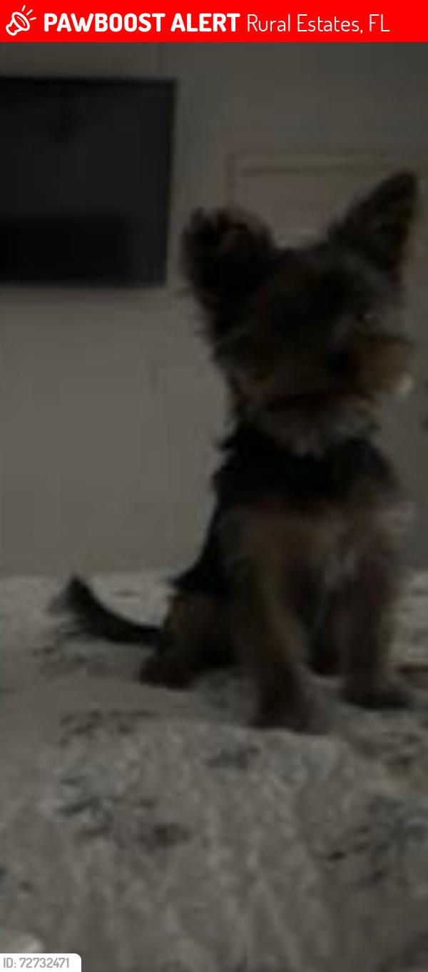 Lost Male Dog last seen Everglades Blvd S and 4th Ave SE, Rural Estates, FL 34117