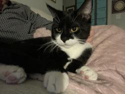 Lost Male Cat last seen Elderberry Ct, Hoke County, NC 28376