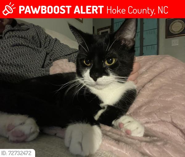 Lost Male Cat last seen Elderberry Ct, Hoke County, NC 28376
