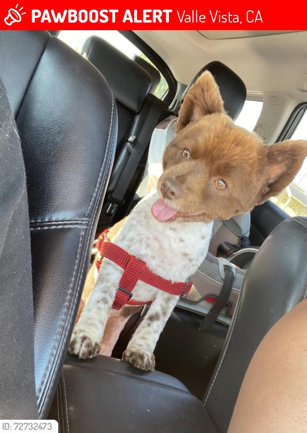 Lost Male Dog last seen Mayberry and Yale , Valle Vista, CA 92544