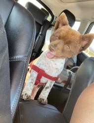 Lost Male Dog last seen Mayberry and Yale , Valle Vista, CA 92544