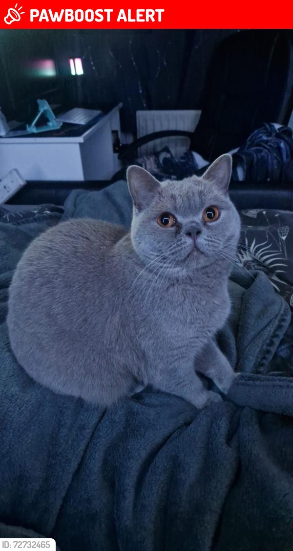 Lost Female Cat last seen Station Rd, Rustington , Rustington, England BN16