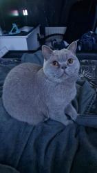 Lost Female Cat last seen Station Rd, Rustington , Rustington, England BN16