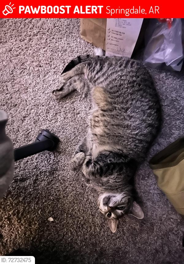 Lost Female Cat last seen Charlie and Willie George Park, Springdale, AR 72764
