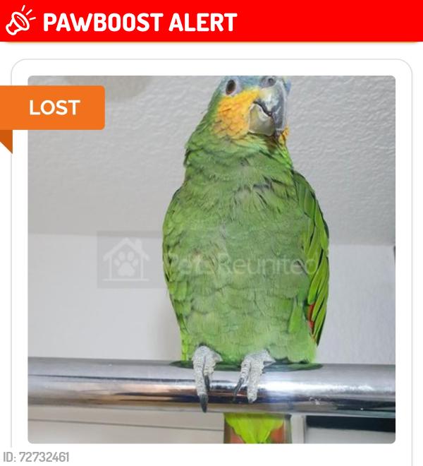 Lost Male Bird last seen N9 8QS, Greater London, England N9 8QS