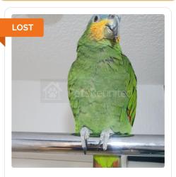 Lost Male Bird last seen N9 8QS, Greater London, England N9 8QS
