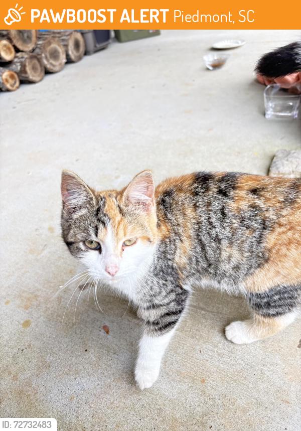 Found/Stray Female Cat last seen Cambridge Creek, Piedmont, SC 29673