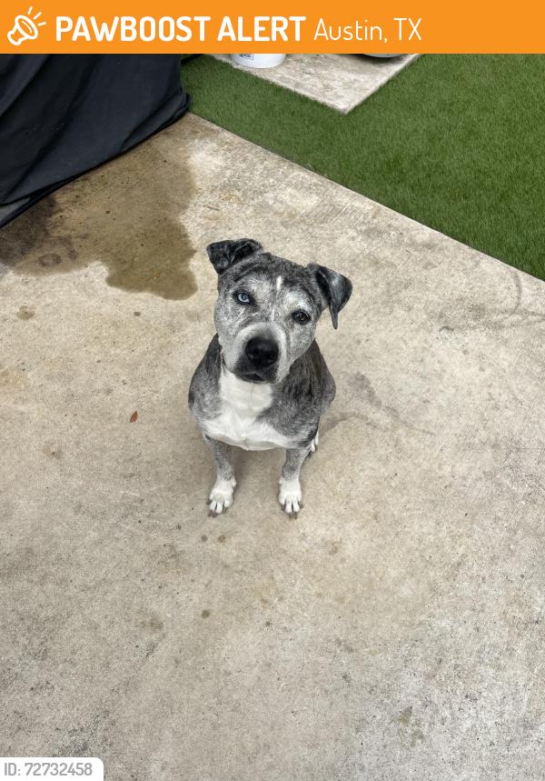 Found/Stray Female Dog last seen Arborside and tildon, Austin, TX 78754