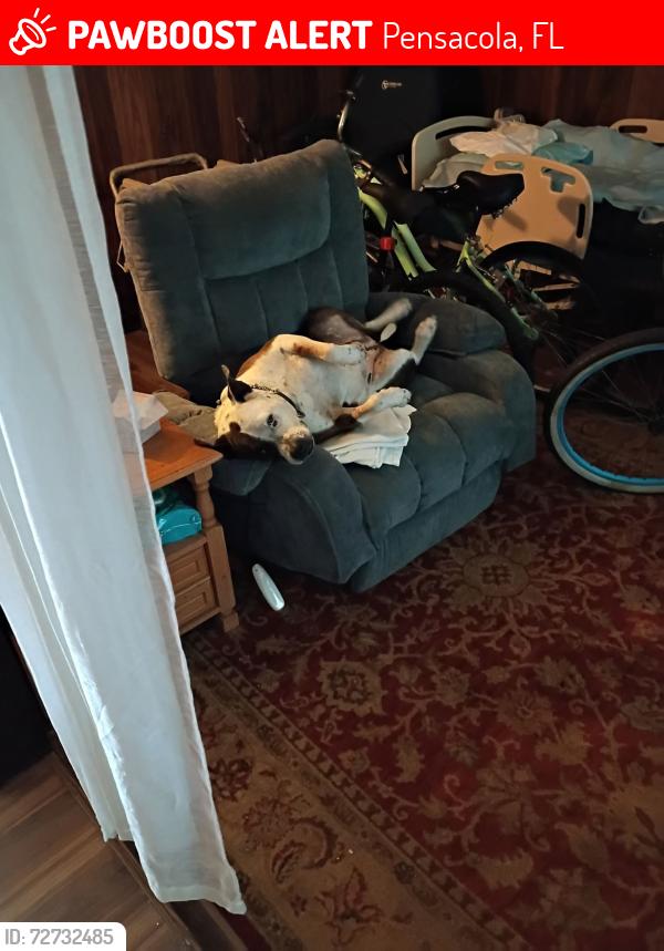 Lost Male Dog last seen Lepley road..., Pensacola, FL 32534