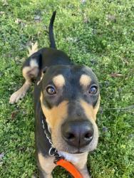 Lost Male Dog last seen kennesaw elementary school , Kennesaw, GA 30144