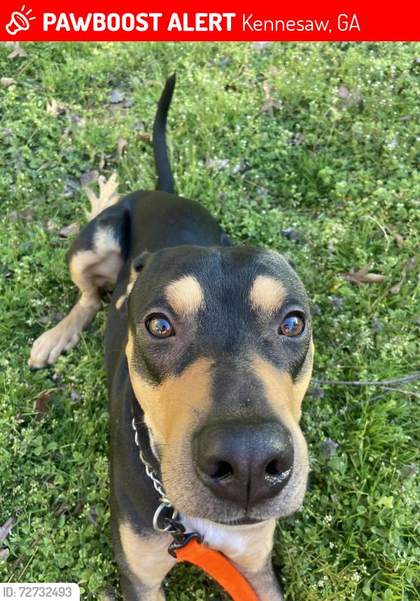 Lost Male Dog last seen kennesaw elementary school , Kennesaw, GA 30144