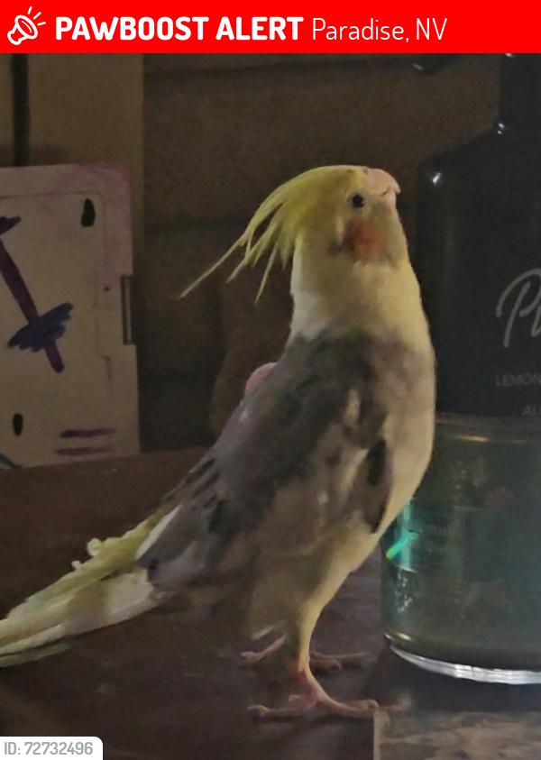 Lost Female Bird last seen Harmon elementary , Paradise, NV 89120