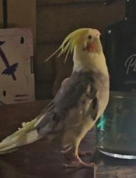 Lost Female Bird last seen Harmon elementary , Paradise, NV 89120