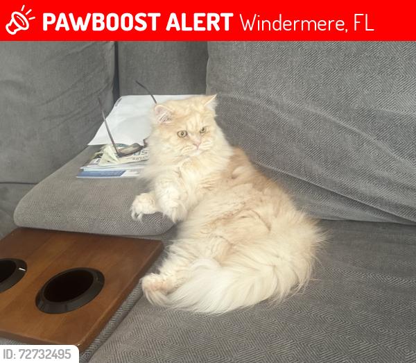 Lost Male Cat last seen Westside Village Loop, Windermere by the back pond backing up to Disney springs, Windermere, FL 34786