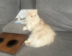 Lost Male Cat last seen Westside Village Loop, Windermere by the back pond backing up to Disney springs , Windermere, FL 34786