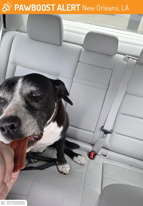 Found/Stray Female Dog last seen French market, New Orleans, LA 70112