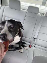 Found/Stray Female Dog last seen French market, New Orleans, LA 70112