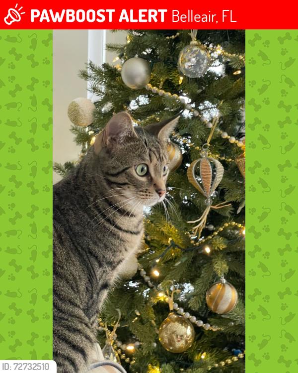 Lost Female Cat last seen Belleair Country Club, Belleair, FL 33756