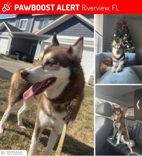 Lost Female Dog last seen South Forks 3 story playground, Riverview, FL 33579