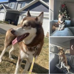 Lost Female Dog last seen South Forks 3 story playground, Riverview, FL 33579