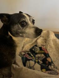 Found/Stray Male Dog last seen Candelaria & San Mateo near Kiva Park , Albuquerque, NM 87110