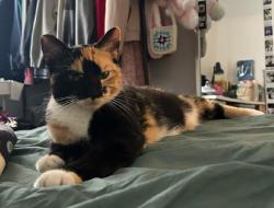 Lost Female Cat last seen San Xavier Rd and Mission Rd, Pima County, AZ 85746