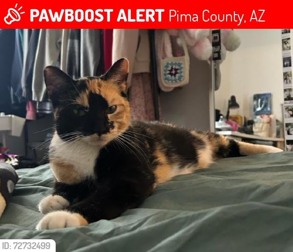Lost Female Cat last seen San Xavier Rd and Mission Rd, Pima County, AZ 85746