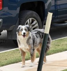 Lost Male Dog last seen Zia Dr and Loyola, Austin, TX 78723