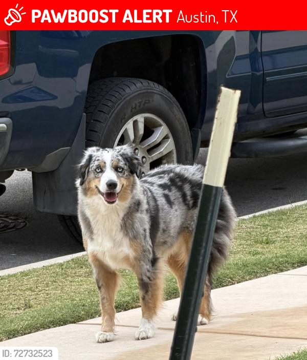 Lost Male Dog last seen Zia Dr and Loyola, Austin, TX 78723