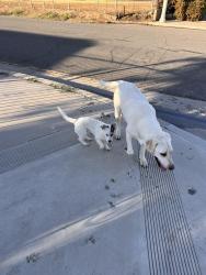 Found/Stray Unknown Dog last seen Pershing Dr and Jersey , Riverside, CA 92503