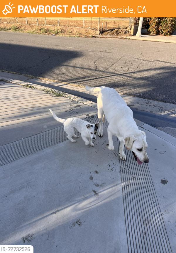 Found/Stray Unknown Dog last seen Pershing Dr and Jersey , Riverside, CA 92503