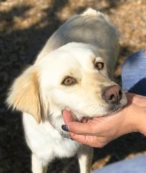 Found/Stray Female Dog last seen river island parkway, lathrop, Lathrop, CA 95330