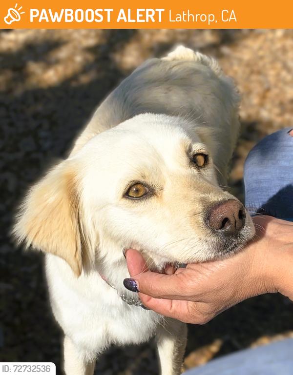 Found/Stray Female Dog last seen river island parkway, lathrop, Lathrop, CA 95330
