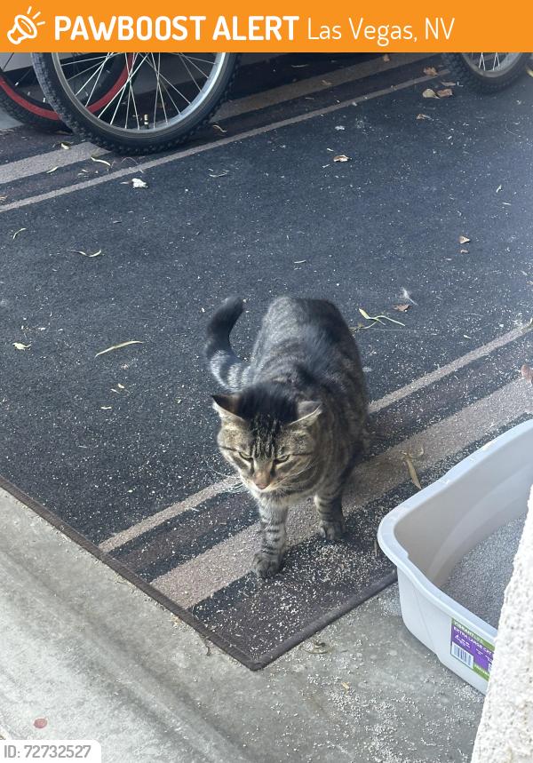Found/Stray Unknown Cat last seen Decatur and Bradley and Horse, next to Shadow Ridge High School , Las Vegas, NV 89131