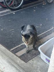 Found/Stray Unknown Cat last seen Decatur and Bradley and Horse, next to Shadow Ridge High School , Las Vegas, NV 89131