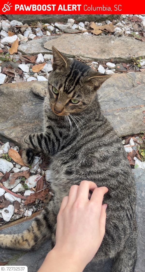 Lost Male Cat last seen lake carolina , Columbia, SC 29229