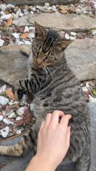 Lost Male Cat last seen lake carolina , Columbia, SC 29229