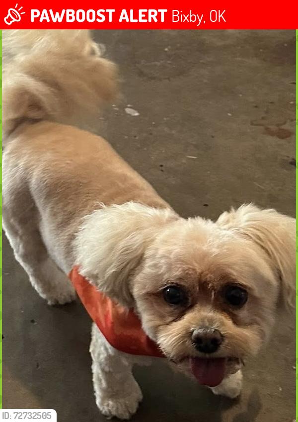 Lost Female Dog last seen Jefferson st and 151 st, Bixby, OK 74008