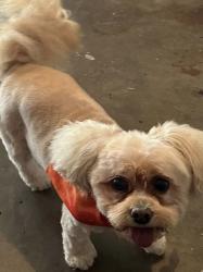 Lost Female Dog last seen Jefferson st and 151 st, Bixby, OK 74008