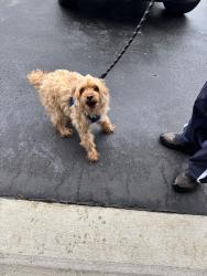 Found/Stray Unknown Dog last seen ballymeade and Longmeadow drive in wilmington delaware , Wilmington, DE 19810