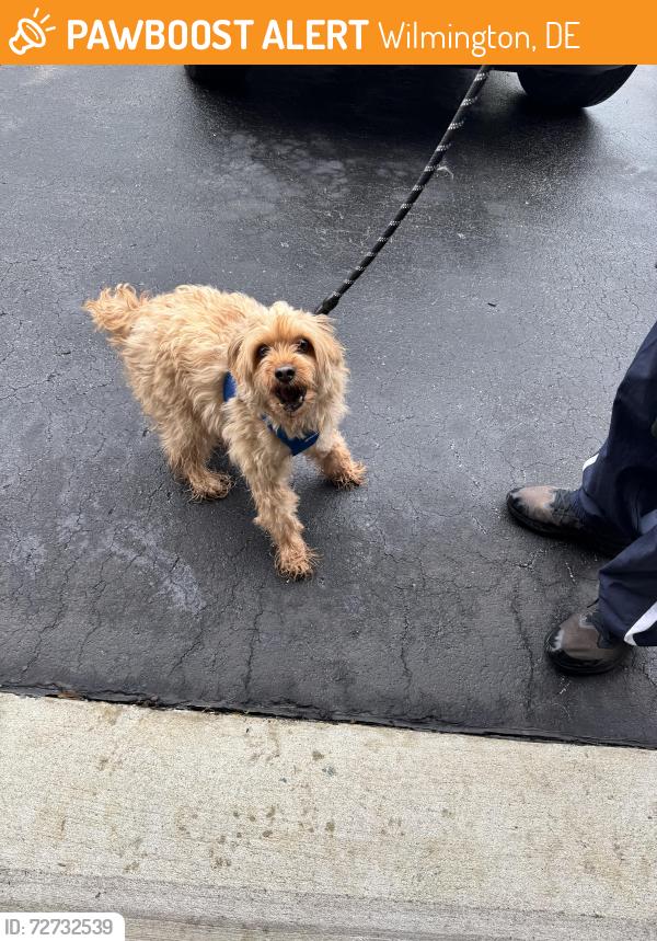 Found/Stray Unknown Dog last seen ballymeade and Longmeadow drive in wilmington delaware , Wilmington, DE 19810