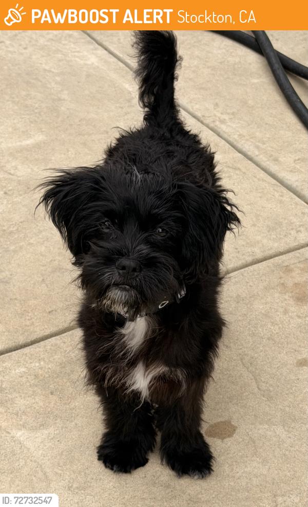 Found/Stray Male Dog last seen delmar and horner, Stockton, CA 95215