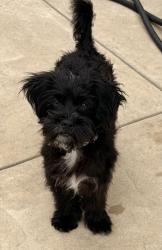Found/Stray Male Dog last seen delmar and horner, Stockton, CA 95215