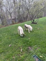 Found/Stray Unknown Dog last seen Saint Ignatius Dr Fort Washington, Prince George's County, MD 20744