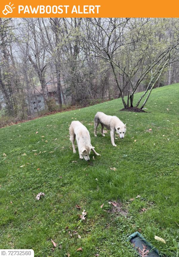 Found/Stray Unknown Dog last seen Saint Ignatius Dr Fort Washington, Prince George's County, MD 20744