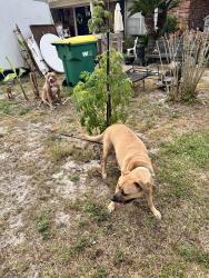 Found/Stray Male Dog last seen Near Sea View dr, Destin, FL 32541